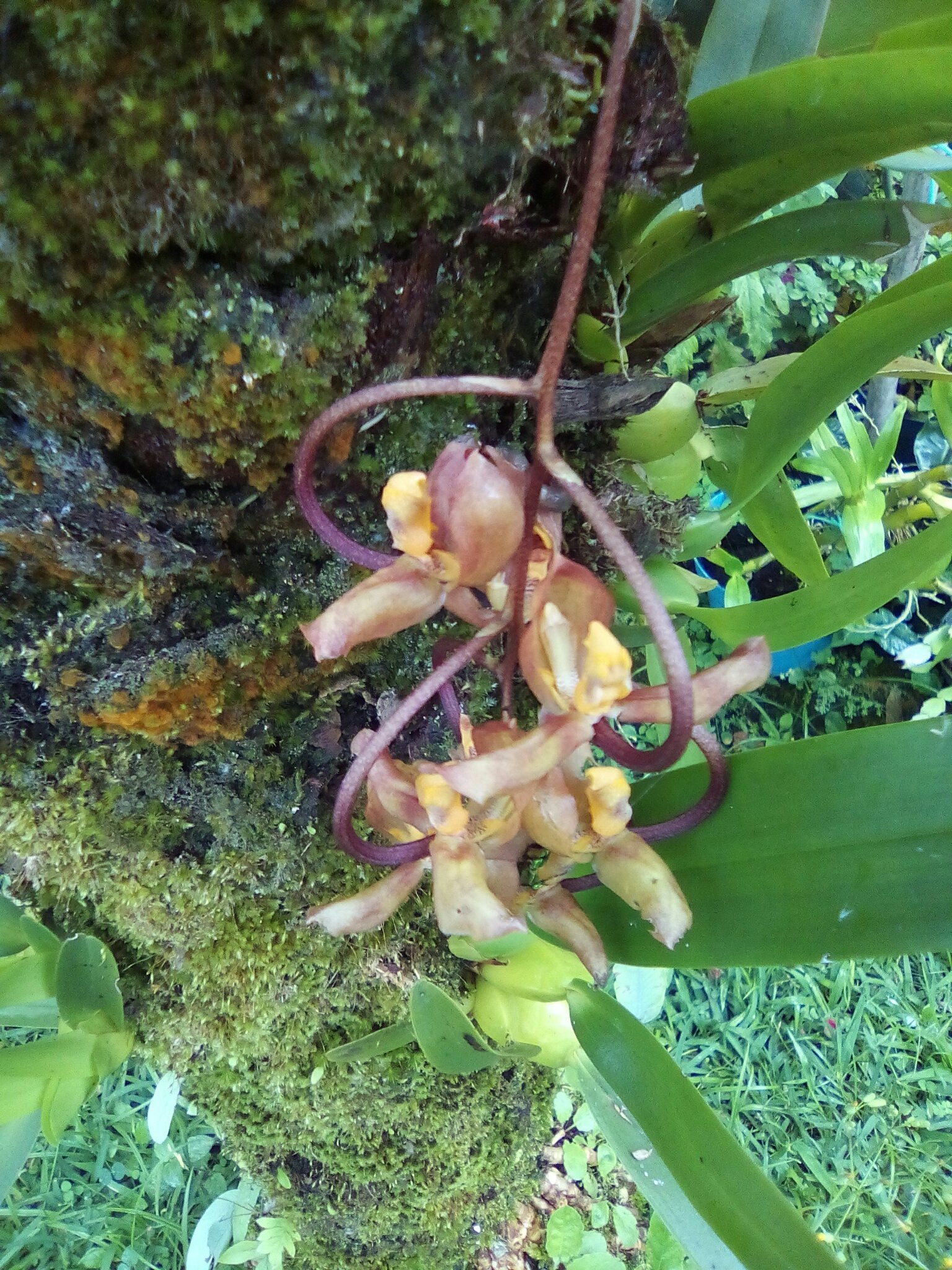 Gongora galeata